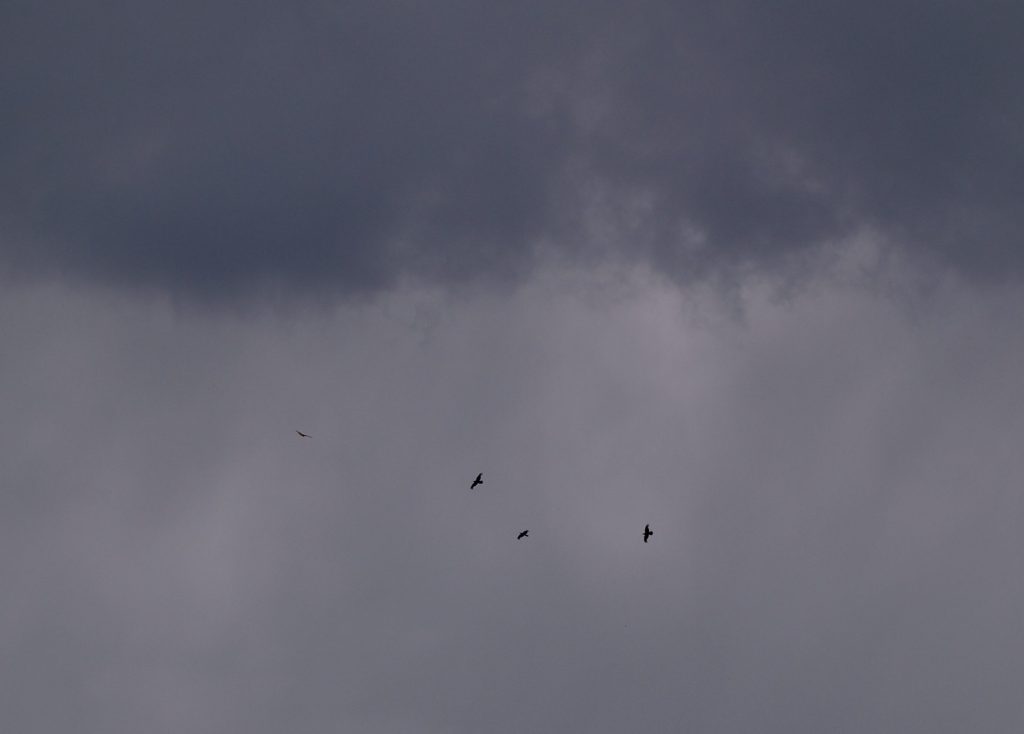 where the roadkill&nbsp;lies